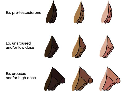 bottom growth on t before and after|Testosterone HRT and Bottom Growth